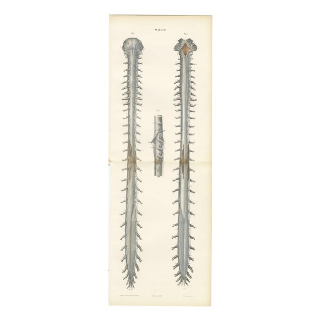 Hirschfeld and Leveille, Spinal Nerve Roots Along the Whole Cord, Hirschfeld Double Folding Plate, 1866, Paper For Sale