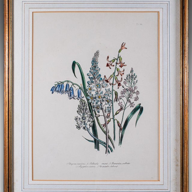 Vintage Botanical Picture, English, Framed, Foliate Art Print, After Jane Loudon For Sale - Image 4 of 8
