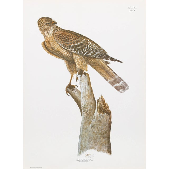 Florida Red Shouldered Hawk Sean Bollar Year: 1979 Size: 22 in. x 16 in. Lithograph, signed in pencil