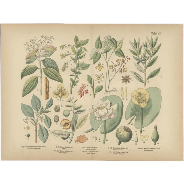 Antique Botanical Charts of German Wildflowers, Stuttgart, 1885, Set of 6 For Sale - Image 4 of 9