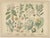 Antique Botanical Charts of German Wildflowers, Stuttgart, 1885, Set of 6 For Sale - Image 4 of 9