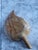 Wood Hand Carved Iroko Wood Partitioned Leaf Bowl For Sale - Image 7 of 11
