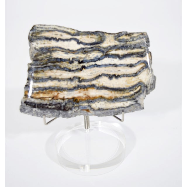 A pair of fossilized shark teeth objects on lucite stands. These are beautiful and interesting natural objects -- great...