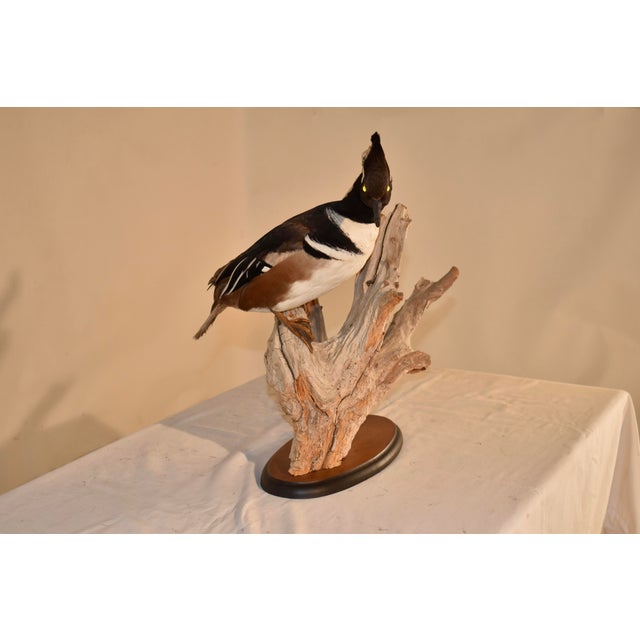 Hooded Merganser duck mounted on driftwood, and supported on a wood disc.