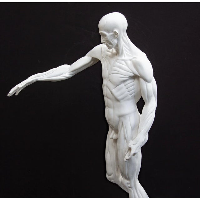 Sculpture Materials Anatomical Sculpture of Nude Male "L'Ecorche" After Jean Antoine Houdon For Sale - Image 7 of 13