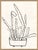 Hable Sedum, Peregrina I and II by Susan Hable For Sale - Image 4 of 5