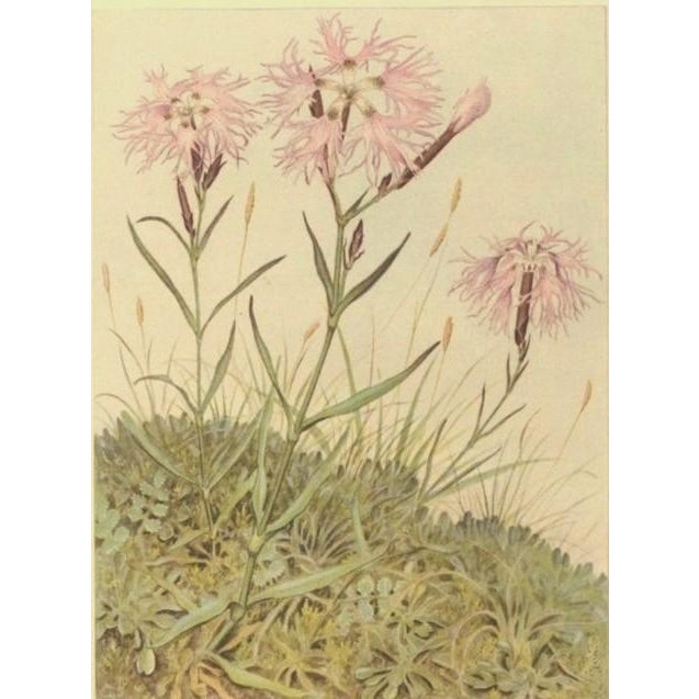 Contemporary 1945 Botanical Watercolor Lithograph- Dianthus Superbus For Sale - Image 3 of 3