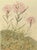 Contemporary 1945 Botanical Watercolor Lithograph- Dianthus Superbus For Sale - Image 3 of 3