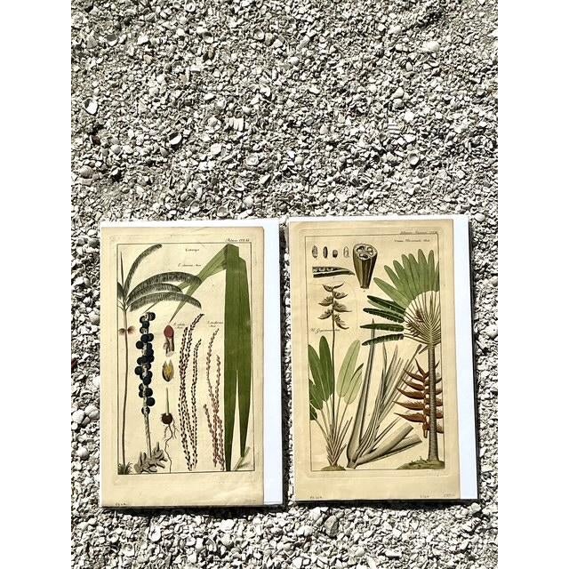 Vintage Boho Botanical Engravings - Set of 2 For Sale - Image 10 of 10