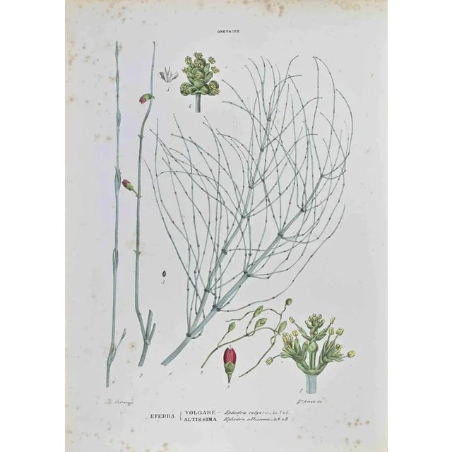 Lithograph hand watercolored. Belongs to the Series "Atlante di Botanica popolare ossia Illustrazione di Piante Notevoli...
