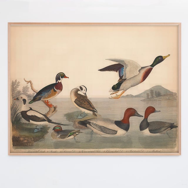 Not Yet Made - Made To Order Vintage Bird Duck Print Set of 2 - 30" X 24" For Sale - Image 5 of 8