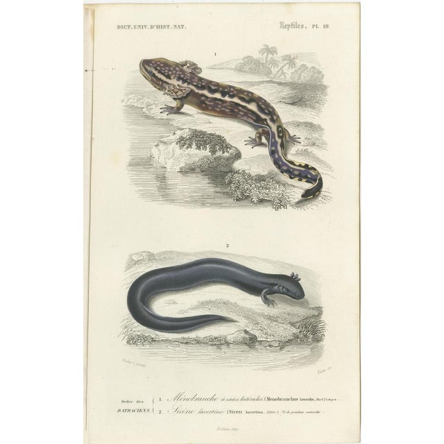 D'Orbigny, Illustrations of a Chameleon and Other Reptiles, 1861, Prints, Set of 3 For Sale - Image 4 of 6