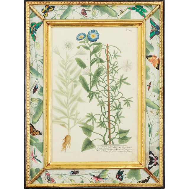 Hand-Colored Botanical Engravings by Johann Wilhelm Weinmann, Set of 4 For Sale - Image 3 of 7