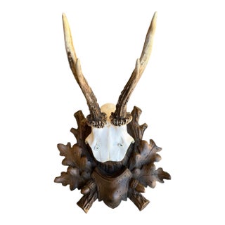 Roe Deer Trophy 43 Black Forest Antlers For Sale