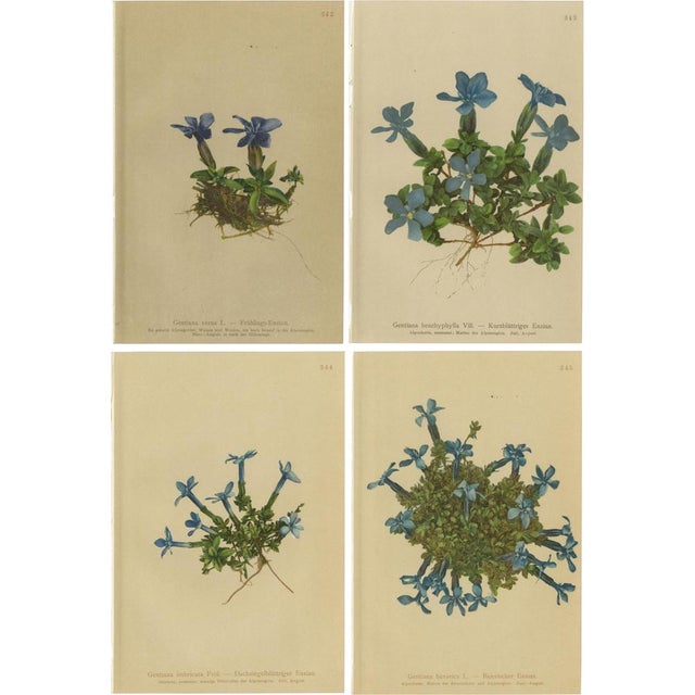Alpine Gentian Botanical Illustrations, 1897, Set of 4 For Sale - Image 9 of 9