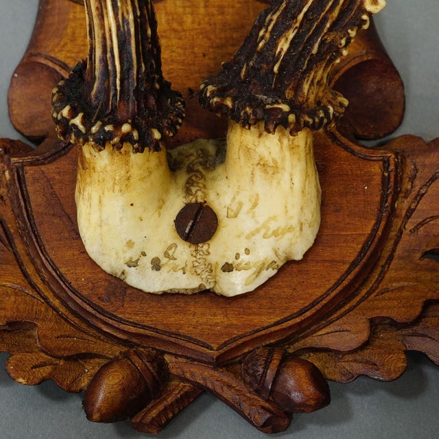 Antique Set of Black Forest Roe Deer Trophies, Germany Ca. 1890s/1900s For Sale - Image 10 of 10