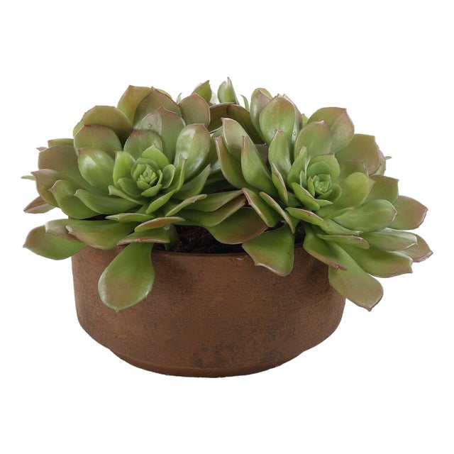 Sable Succulent Accent In Pot For Sale