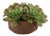 Sable Succulent Accent In Pot For Sale