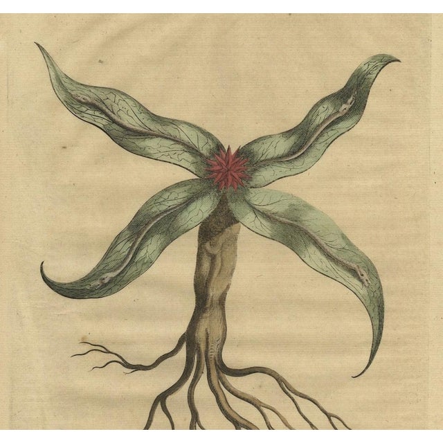 Arrowhead from Muntings, 1696, Paper For Sale - Image 4 of 5