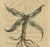 Arrowhead from Muntings, 1696, Paper For Sale - Image 4 of 5