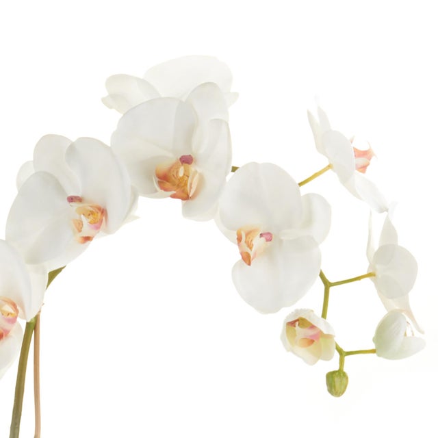 Kenneth Ludwig Chicago Phalaenopsis Orchid Drop-In 26" For Sale - Image 4 of 4