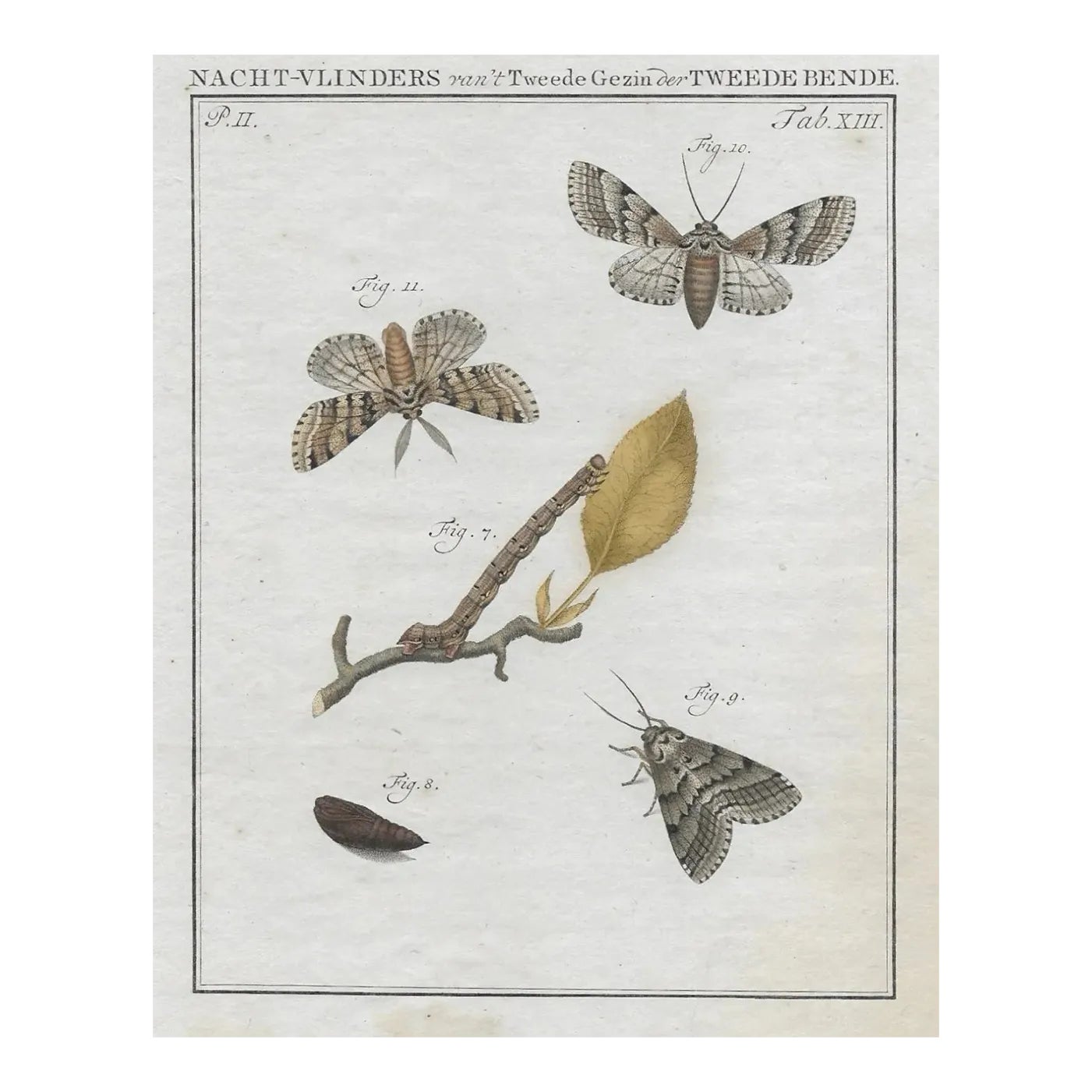 1762 Antique Dutch Moth Engraving | Chairish