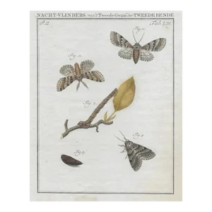 1762 Antique Dutch Moth Engraving