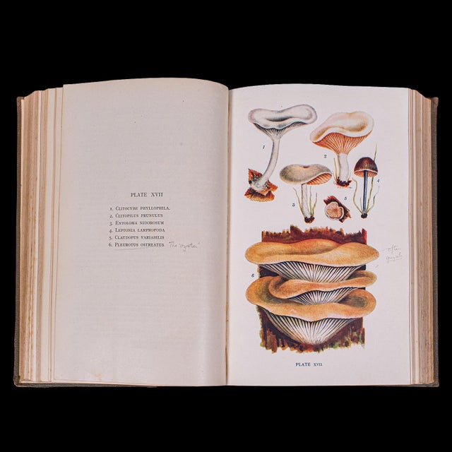 Antique Reference Book, British Fungi, George Massee, English, Natural, Science For Sale - Image 11 of 12