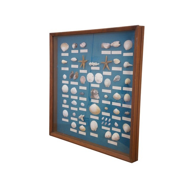 Rustic Late 20th Century Nautical Ocean Seashell Coral Fish Theme Shadowbox Display Fossil Specimens 25" For Sale - Image 3 of 11