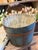 A beautiful and authentic 19th century Shaker wooden bucket, featuring original worn blue paint and classic bentwood...
