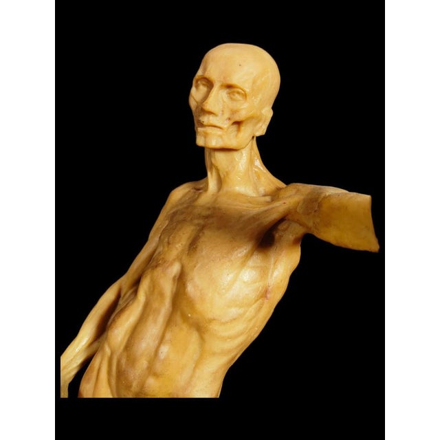 Anatomical Wax Model, 18th Century For Sale - Image 11 of 14