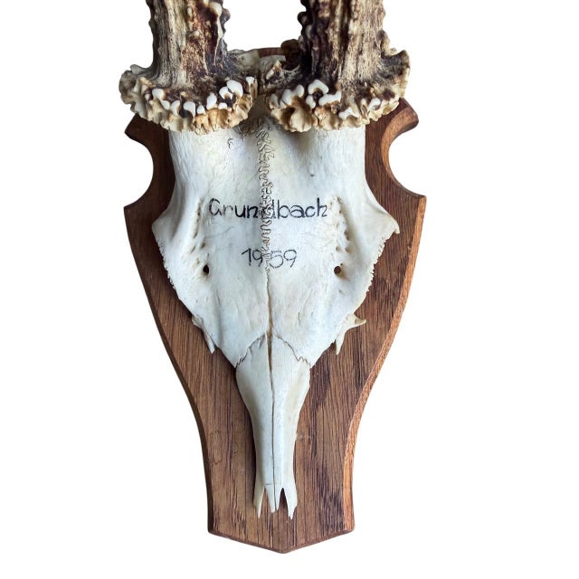 Cabin Reo Deer Trophy Trophies Set of 4 136 Black Forest Antlers For Sale - Image 3 of 7