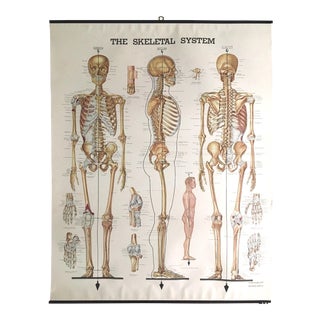 Vintage Mid-Century Anatomical Chart - Skeletal System For Sale