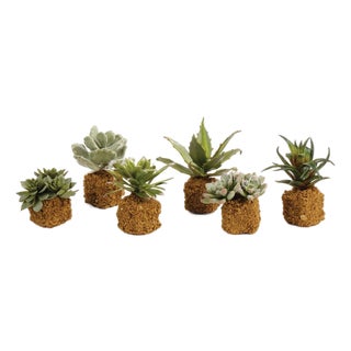 Succulent Drop Ins 5.5", Set Of 6 For Sale
