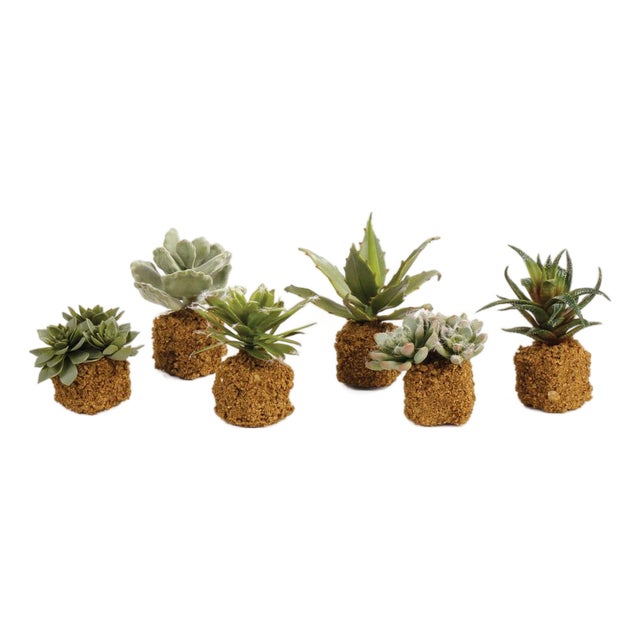 Succulent Drop Ins 5.5", Set Of 6 For Sale
