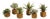 Succulent Drop Ins 5.5", Set Of 6 For Sale