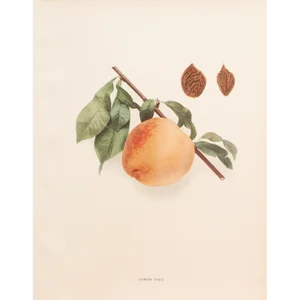 1900s U. P. Hedrick, Original Antique Photogravure of Lemon Free Peach
