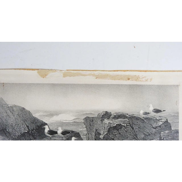 Stow Wengenroth Great Black Back Gulls Massachusetts Lithograph For Sale - Image 4 of 7