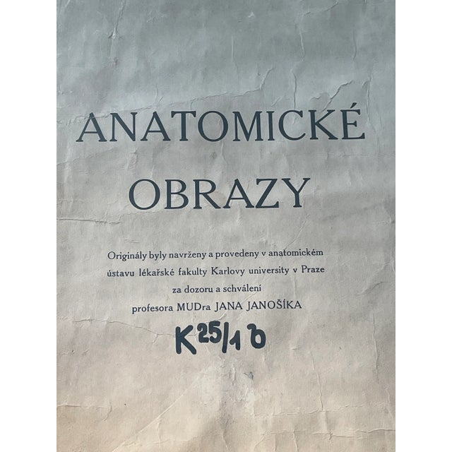 1920’s Dr. Josef Rejsek Original Large Skeletal Study Chart, Prague For Sale - Image 9 of 12