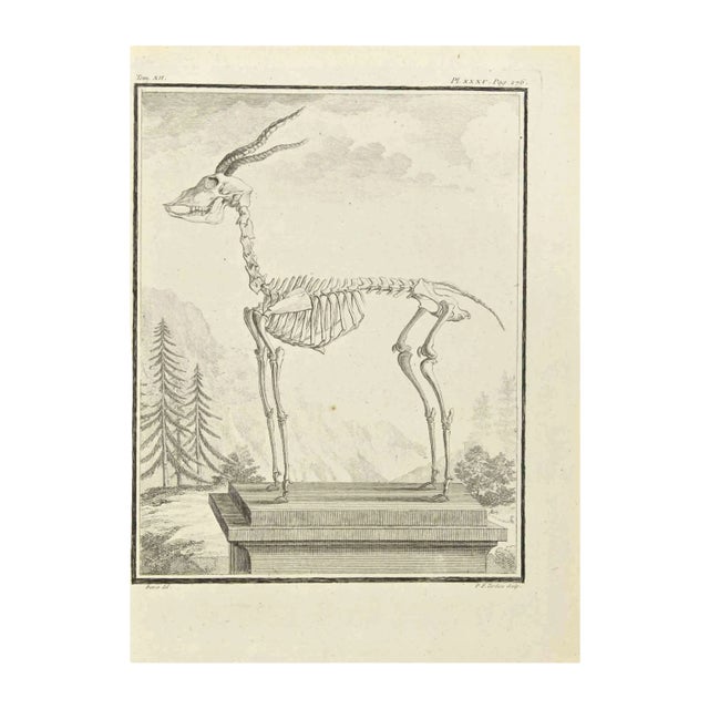 Pierre Francois Tardieu, The Skeleton, Etching, 1771 For Sale