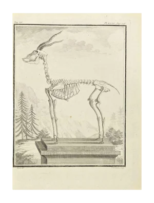 Pierre Francois Tardieu, The Skeleton, Etching, 1771