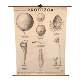 Mid 20th Century Anatomical Protozoa Organisms Rollup Chart by New York Scientific Supply Co. For Sale