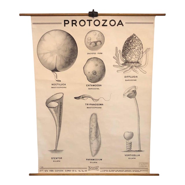 Mid 20th Century Anatomical Protozoa Organisms Rollup Chart by New York Scientific Supply Co. For Sale