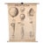 Mid 20th Century Anatomical Protozoa Organisms Rollup Chart by New York Scientific Supply Co. For Sale