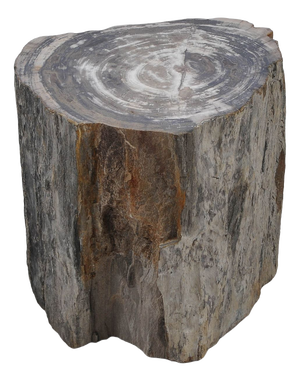 Petrified Wood Side Table by Xyleia Petrified Wood
