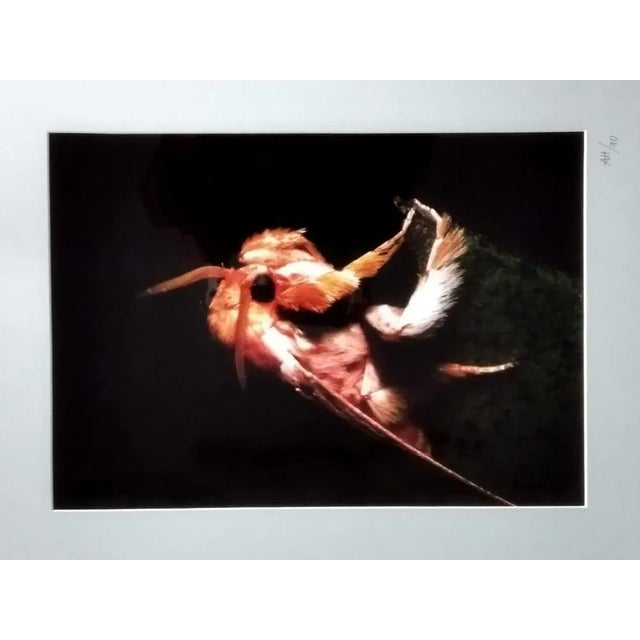 This photography includes a certificate of authenticity issued by gallery. It is a color photography on glossy paper....