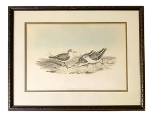 Antique Gould, Joseph Wolf, h.c. Richter Hand Colored Original Birds of Australia Lithograph Artwork