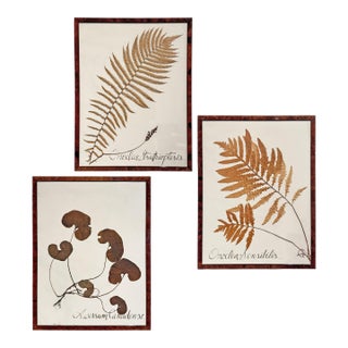 Set of Three Large-Scale Framed Botanical Specimens For Sale