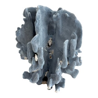 Natural Blue Coral Specimen Coastal Decor For Sale