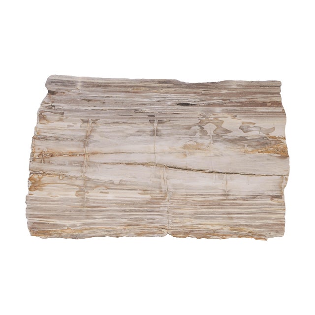 Contemporary Petrified Wood Coffee Table on Steel Frame by Xyleia Petrified Wood For Sale - Image 3 of 4